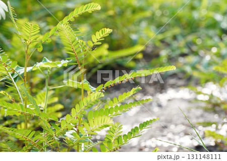 赤みがかってきたコミカンソウの実・2025年㋇　 131148111