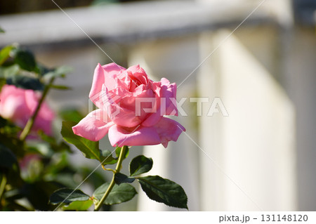 華やかなピンクの秋のバラ 131148120