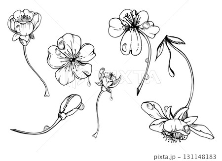 Early spring flowers on stems, water drops, white cherry sakura apple blossom bud, watercolor hand drawn, forest anemone primrose daisy. Single object set isolated illustration. Wedding, florist shop 131148183