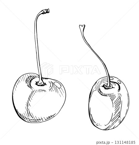 Sweet sour line cherry berries on stems, hand drawn vector ink, scattered ripe cerise drupes. Composition illustration isolated on white. For cafe dessert menu, wedding, restaurant, farmers market 131148185