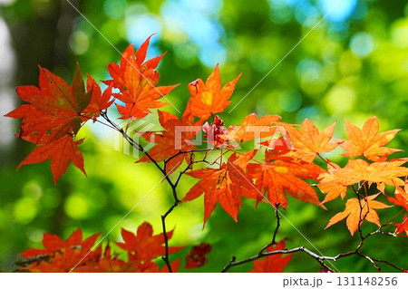 鮮やかな紅葉 131148256