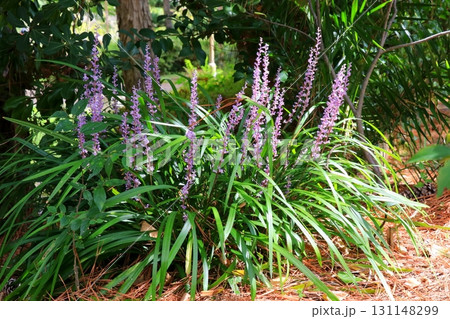 日差しを浴びて咲くヤブランの花 131148299