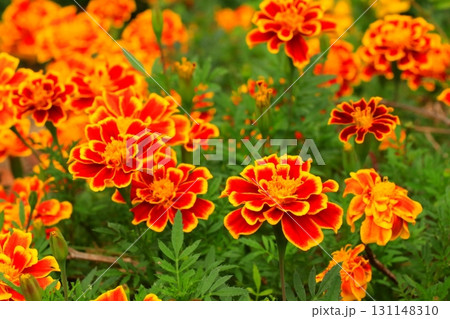 カラフルなマリーゴールドの花 カラフルなマリーゴールドの花 131148310