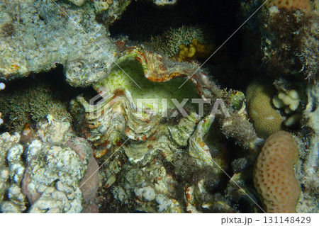 Giant Clam from the Red Sea 131148429