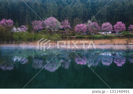 【中牧湖】山桜とリフレクション【聖高原】 【中牧湖】山桜とリフレクション【聖高原】 131148491