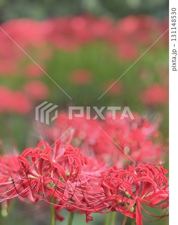 赤い彼岸花 131148530