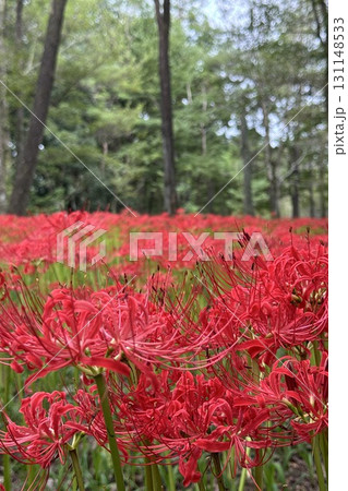 赤い彼岸花 赤い彼岸花 131148533
