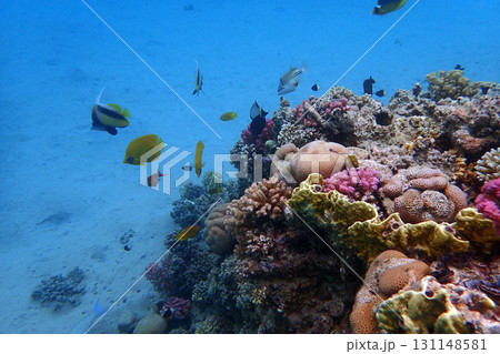 coral reef in the Red Sea coral reef in the Red Sea 131148581
