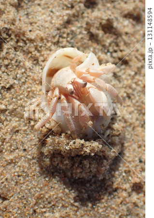 crab in the shell 131148594
