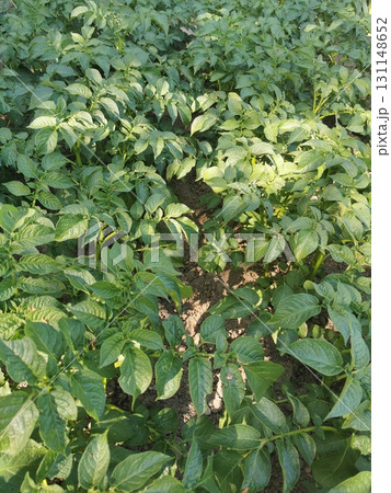 green potato plant green potato plant 131148652
