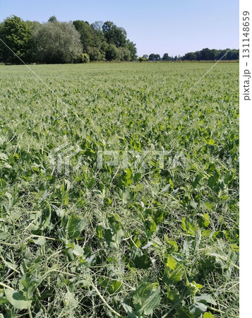 pea plat field 131148659