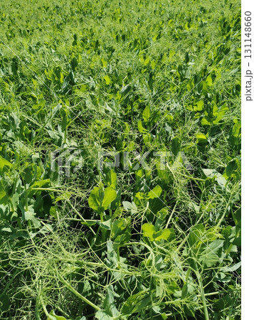 pea plat field 131148660