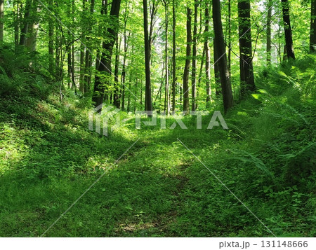 green spring forest green spring forest 131148666