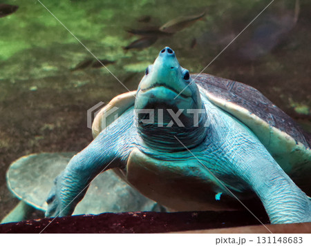 detail of water turtle 131148683