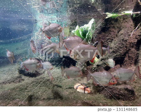small piranha fishes in the aquarium small piranha fishes in the aquarium 131148685
