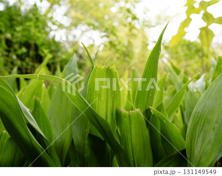 葉に隠れた2 葉に隠れた2 131149549