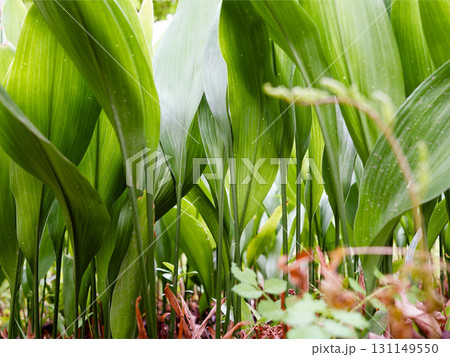 葉に隠れた 葉に隠れた 131149550