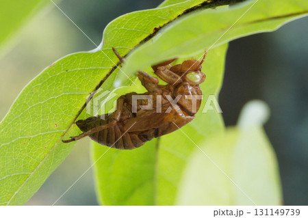 セミの抜け殻 131149739