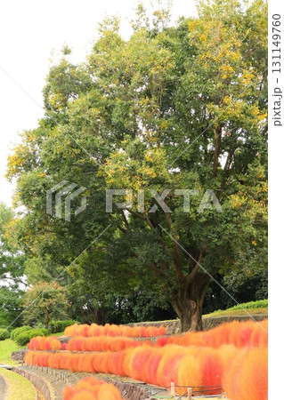 紅葉したコキアのある風景 131149760