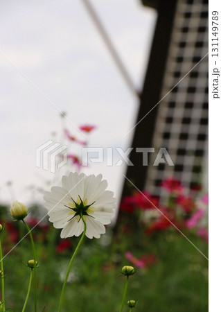 夕日に照らされるコスモス 131149789