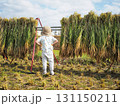 秋の田んぼで稲刈り体験をする子供 131150211