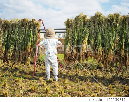 秋の田んぼで稲刈り体験をする子供 131150211