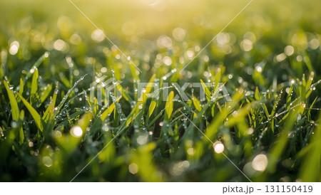 The grass is wet and shiny, with droplets of water on the blades 131150419