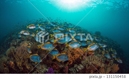 A school of fish swimming in the ocean 131150458