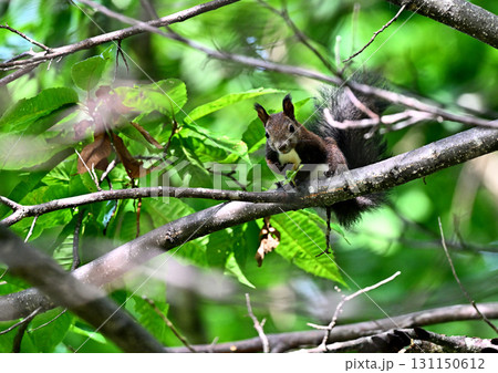 秋の恵みを頬張るエゾリス 131150612