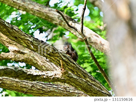 秋の恵みを頬張るエゾリス 131150616