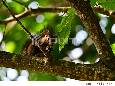 秋の恵みを頬張るエゾリス 131150617