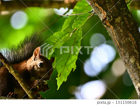 秋の恵みを頬張るエゾリス 秋の恵みを頬張るエゾリス 131150618