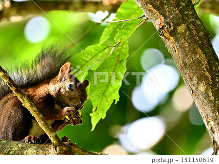 秋の恵みを頬張るエゾリス 秋の恵みを頬張るエゾリス 131150619