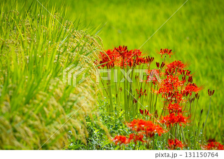 秋の田んぼに咲く彼岸花 131150764