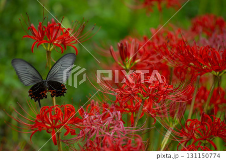 赤い彼岸花とクロアゲハ 赤い彼岸花とクロアゲハ 131150774