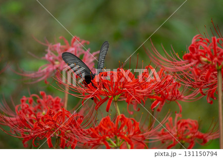 赤い彼岸花の蜜を吸うアゲハチョウ 赤い彼岸花の蜜を吸うアゲハチョウ 131150794