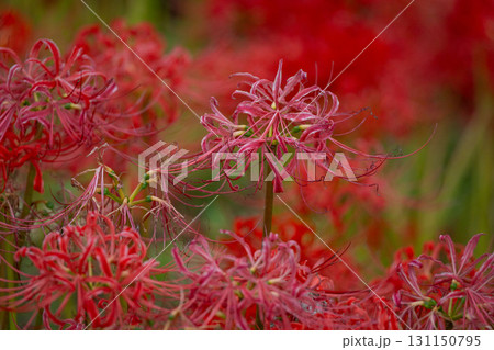 時期を過ぎても美しい彼岸花 131150795
