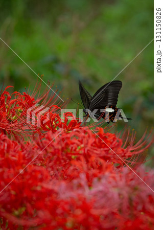 彼岸花の蜜を吸う黒アゲハ 131150826
