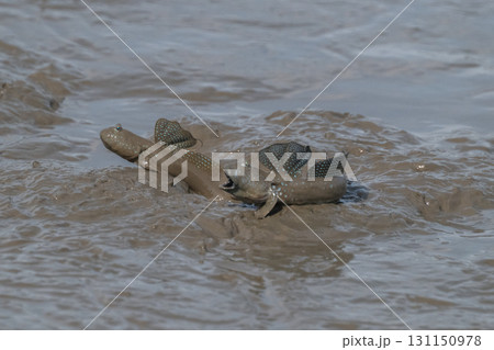 有明海 干潟の風景 有明海 干潟の風景 131150978