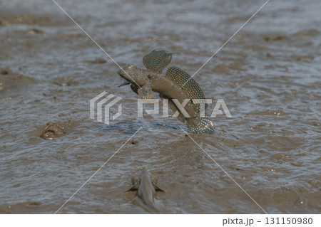 有明海　干潟の風景 131150980