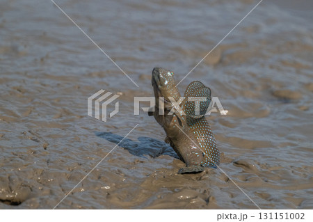 有明海 干潟の風景 有明海 干潟の風景 131151002
