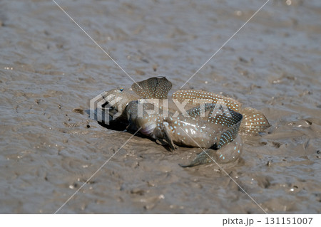 有明海　干潟の風景 131151007