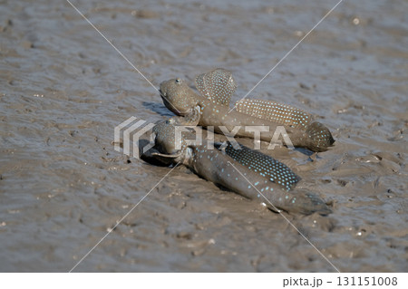 有明海　干潟の風景 131151008