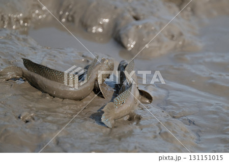 有明海 干潟の風景 有明海 干潟の風景 131151015