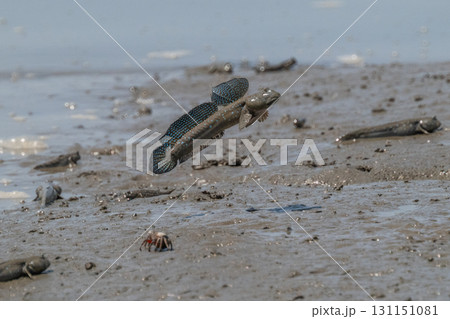 有明海　干潟の風景 131151081