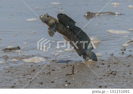 有明海　干潟の風景 131151091