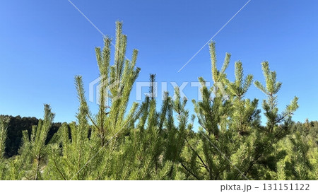 Forest pine tree background with green needles. Nature, forest and ecology concept, environmental themes Forest pine tree background with green needles. Nature, forest and ecology concept, environmental themes 131151122