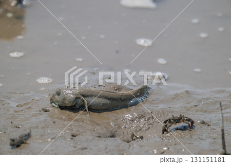 有明海 干潟の風景 有明海 干潟の風景 131151181