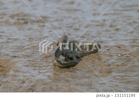 有明海　干潟の風景 131151195