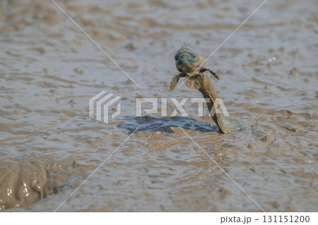 有明海　干潟の風景 131151200